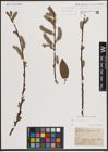 Foto von Salix caprea L.